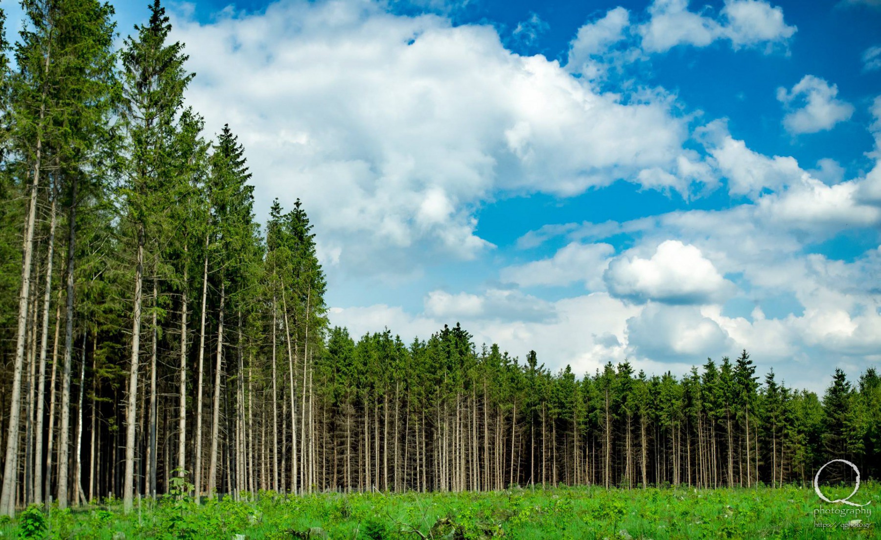 Forest
