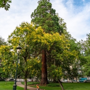 Vichy Park